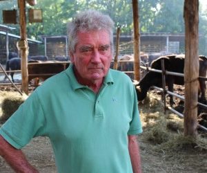 Erba, fieno e aria pulita: vita da bovini biologici