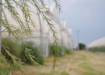 asparagi Orto Veneto foglia biodiversità padova psr veneto