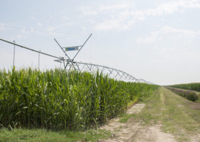 Azienda agricola Sant'Ilario - agricoltura sostenibile - Mira - Venezia - Psr Veneto